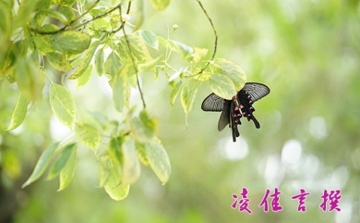 凌佳言：10.11黃金1186持倉(cāng)過夜獲利8個(gè)點(diǎn)，日內(nèi)黃